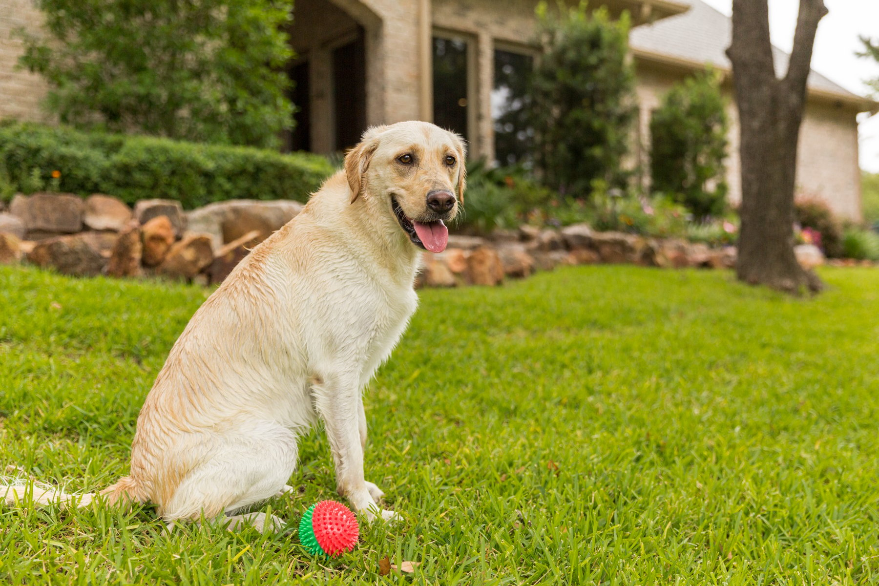 Are Lawn Care Treatments Safe if You Have Pets? What You Should Know